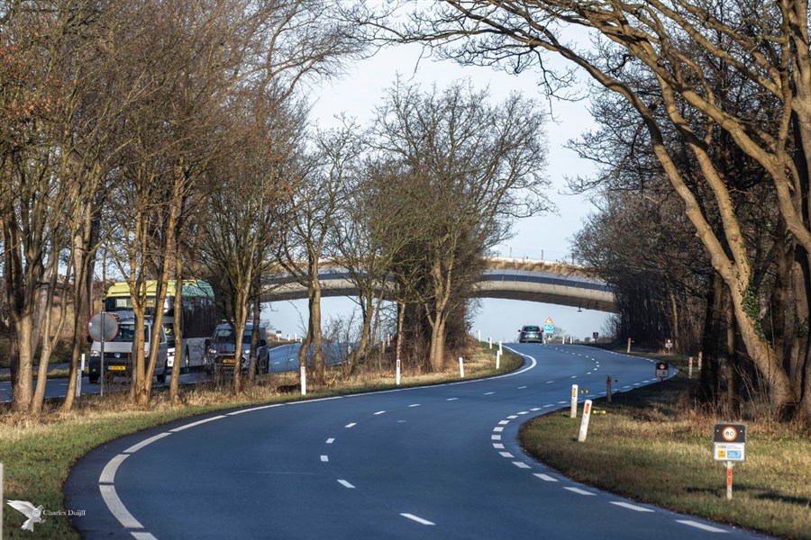 Bericht Bomen langs Zeeweg (N200) in Bloemendaal vormen risico verkeersveiligheid bekijken